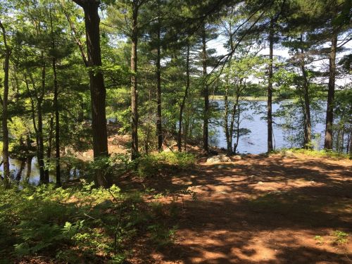 A serene forest scene with tall trees and a view of a calm lake, surrounded by lush greenery and a dirt path.