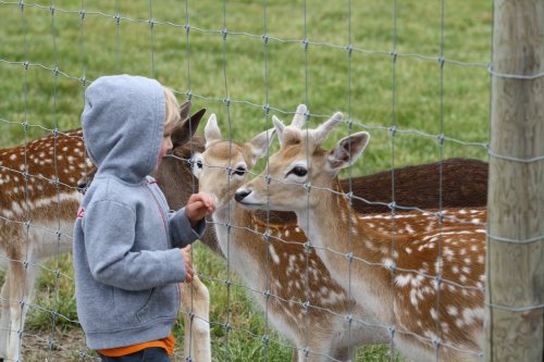 A child in a gray hoodie interacts with two curious deer through a wire fence in a grassy area.