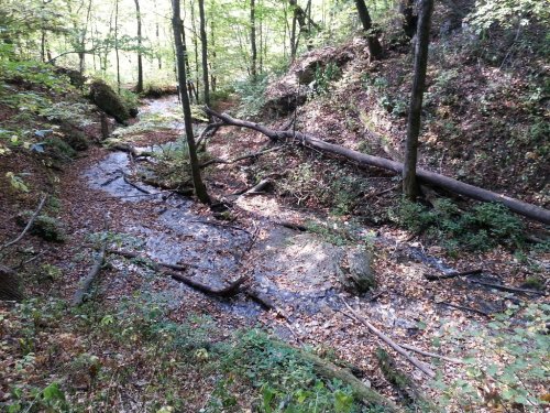 A serene forest scene with a shallow stream, fallen trees, and autumn leaves scattered on the ground.