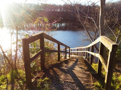 A wooden staircase leads down to a serene lake, surrounded by trees and bathed in warm sunlight.