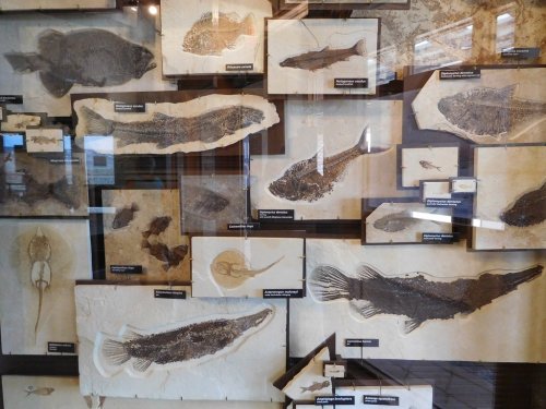 Fossil display featuring various fish specimens mounted on a wall with labels.