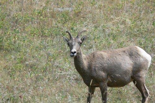 A young mountain goat stands in a grassy field, looking curiously at the camera.