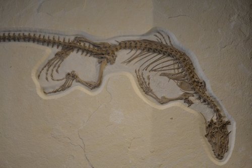 Fossilized skeleton of a dinosaur displayed on a light-colored wall.