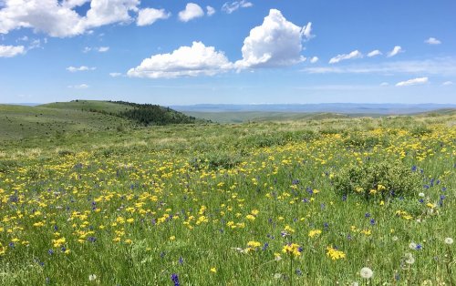A vibrant meadow filled with yellow and purple wildflowers under a blue sky with fluffy white clouds and rolling green hills.