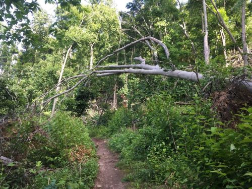 A narrow dirt path winds through a lush green forest, with a fallen tree arching over the trail.