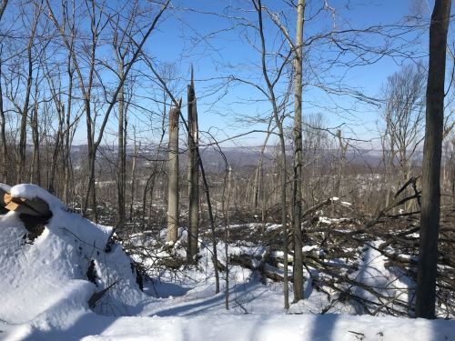 A snowy forest scene with bare trees and fallen branches, overlooking a distant landscape under a clear blue sky.
