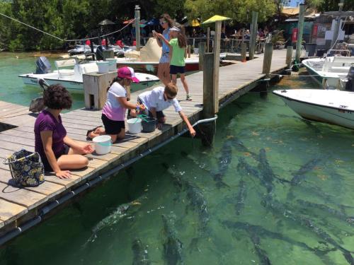Children feeding fish from a dock, with boats and greenery in the background on a sunny day.