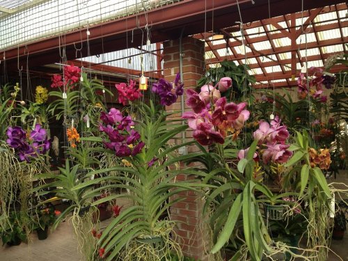 A vibrant display of hanging orchids in various colors, set in a greenhouse with natural light filtering through.