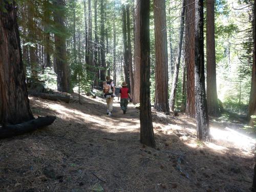Two hikers walking on a forest trail surrounded by tall trees and dappled sunlight.