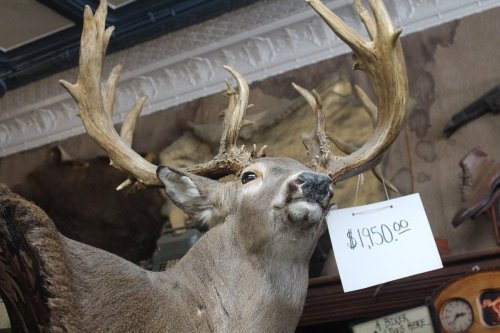 Taxidermy deer with large antlers displayed indoors, featuring a price tag of $1,950.00.