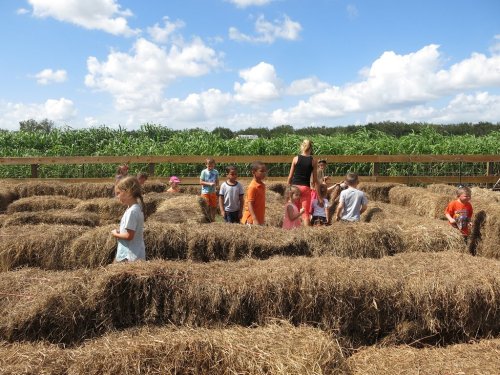 Children and an adult navigate a hay maze under a blue sky with fluffy clouds, surrounded by tall corn plants.