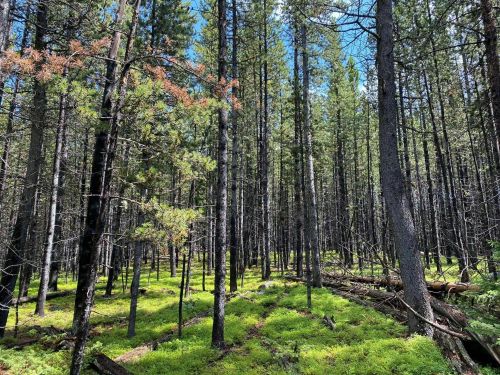 A dense forest with tall trees and vibrant green undergrowth, illuminated by sunlight filtering through the branches.