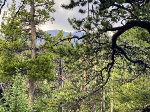 A dense forest of pine trees with distant mountains visible through the branches under a cloudy sky.