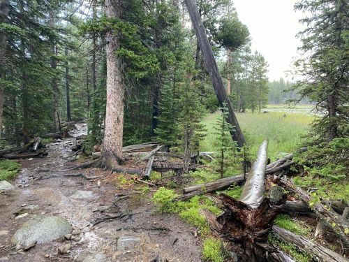 A forested trail with fallen trees, lush greenery, and a misty atmosphere near a body of water.