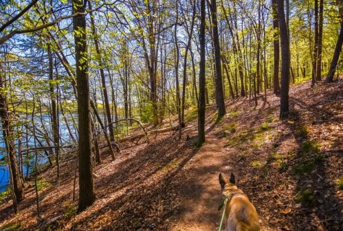 A dog walks along a sunlit forest path beside a lake, surrounded by trees and fallen leaves.
