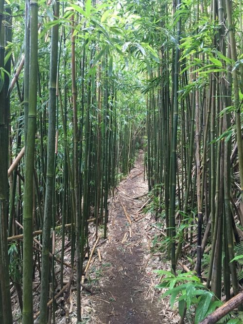 A narrow dirt path winding through a dense bamboo forest, surrounded by tall green bamboo stalks.