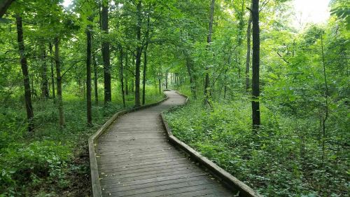 A winding wooden boardwalk through a lush green forest, surrounded by trees and dense foliage.