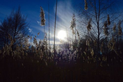 Silhouetted tall grasses against a bright sun and blue sky, with trees in the background.