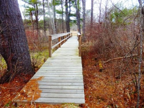 A wooden bridge leads through a wooded area, surrounded by trees and underbrush.
