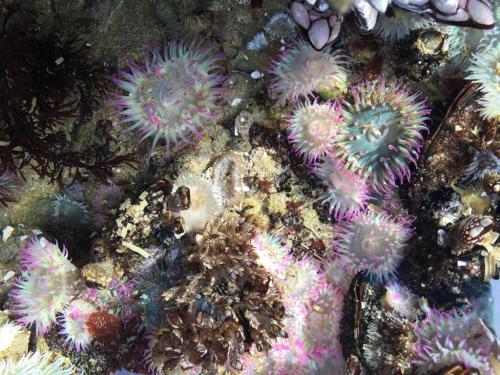 Colorful sea anemones and marine life in a tidal pool, surrounded by rocks and sand.