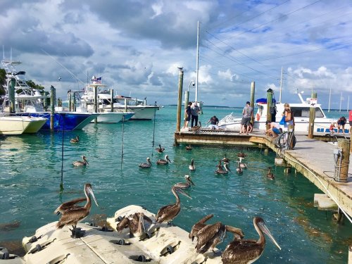 A lively marina scene with boats, people, and pelicans gathered near the water under a cloudy sky.