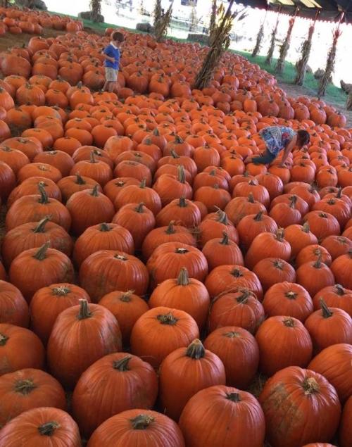 Two children play among a large field of bright orange pumpkins under a canopy.