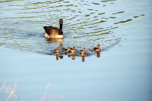 A mother duck swims in a calm pond with her six ducklings following closely behind.