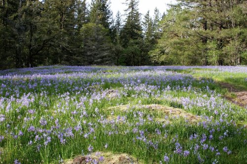 A vibrant field of purple flowers surrounded by lush green trees in a serene forest setting.