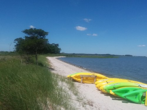 A sandy beach with yellow and green kayaks lined up, surrounded by grass and trees under a clear blue sky.