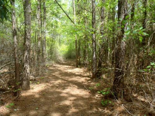A serene forest path lined with tall trees and lush green foliage, inviting exploration through nature.