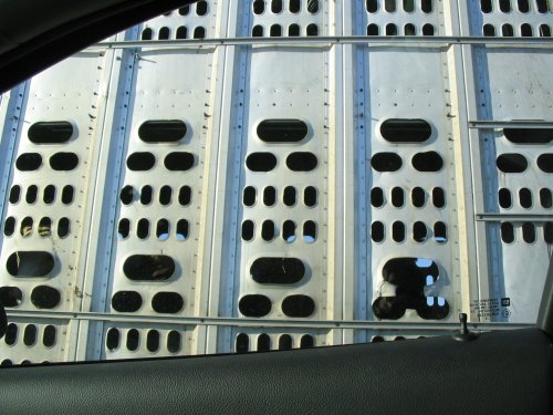 View through a vehicle window of a livestock trailer, showing large ventilation holes and glimpses of animals inside.