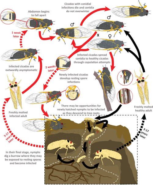 Illustration showing the life cycle of cicadas and the spread of fungal infections over time.