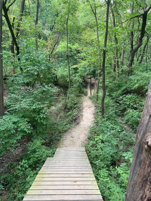 A wooden path leads through a lush green forest with dense trees and underbrush.