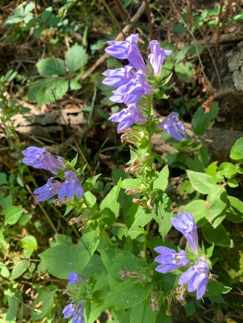 A cluster of purple flowers with green leaves, growing in a natural setting among foliage.