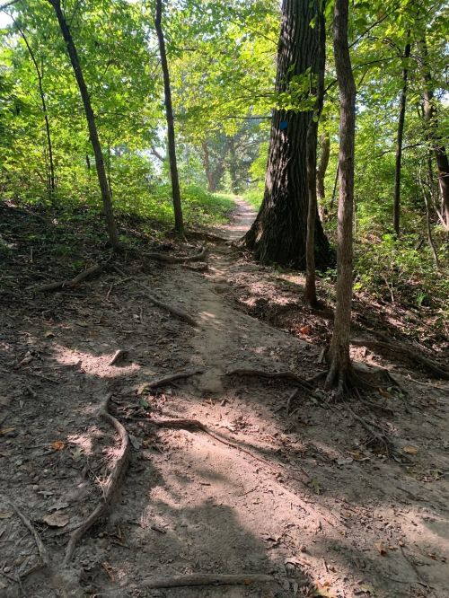 A winding dirt path through a lush green forest, surrounded by trees and exposed roots.