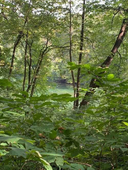 Lush green foliage frames a serene view of a calm body of water surrounded by trees.