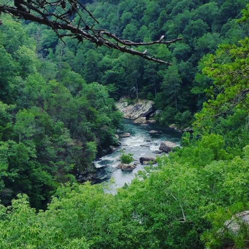 A serene river flows through lush green trees in a mountainous landscape, creating a peaceful natural scene.