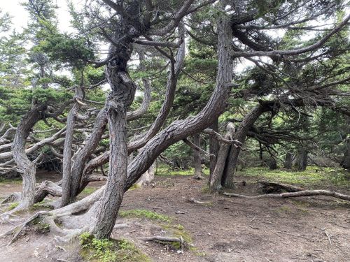 Twisted trees with gnarled branches in a dense forest, surrounded by green moss and earthy ground.