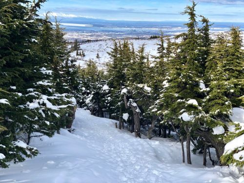 A snowy path winds through evergreen trees, leading down to a valley with distant mountains and a clear blue sky.