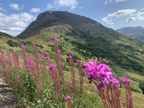 A scenic mountain landscape with vibrant pink flowers in the foreground and rolling green hills under a blue sky.