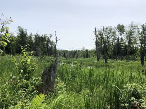 Lush green wetland with tall grasses, scattered tree stumps, and a backdrop of trees under a clear sky.