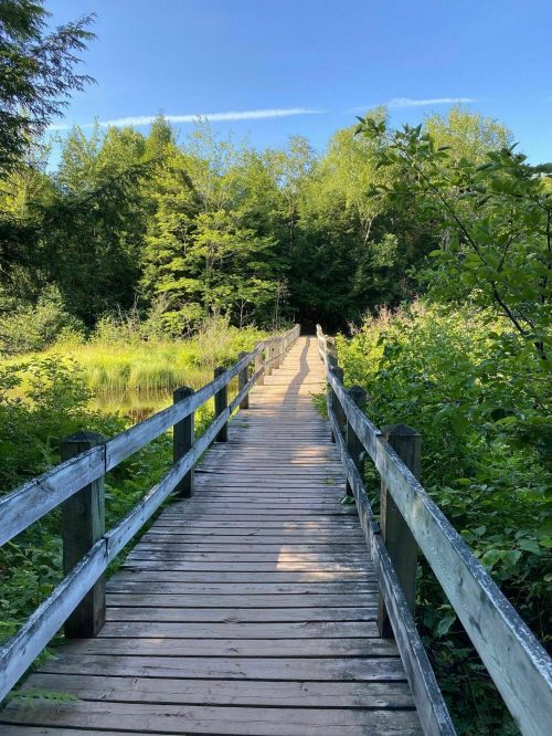 A wooden bridge leads through lush greenery towards a serene forest under a clear blue sky.