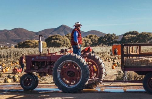 A farmer in a hat stands on a red tractor in a pumpkin field with mountains in the background.