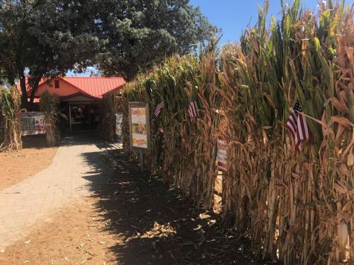 A pathway lined with tall corn stalks and small American flags, leading to a building with a red roof.