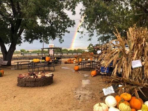 A pumpkin patch with various pumpkins, hay bales, and a rainbow in the background after a rain shower.