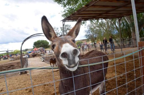A curious donkey peeks through a fence at a farm event, with people and tents in the background.