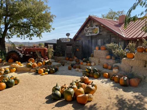 A rustic farm scene with a wooden building, hay bales, and various pumpkins scattered around, under a clear blue sky.