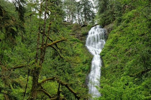 A cascading waterfall surrounded by lush green trees and moss-covered branches in a serene forest setting.