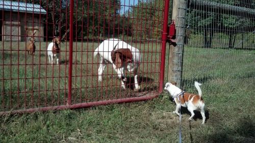 A small dog on a leash approaches a large dog through a fence, with two goats in the background.