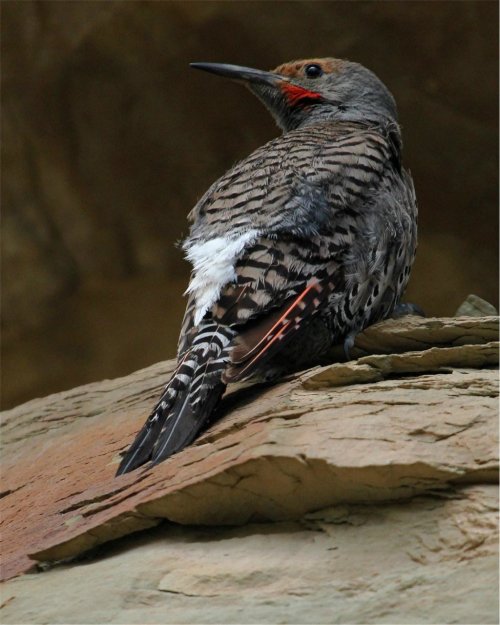 A close-up of a bird with gray feathers and a red patch on its head, perched on a rocky surface.